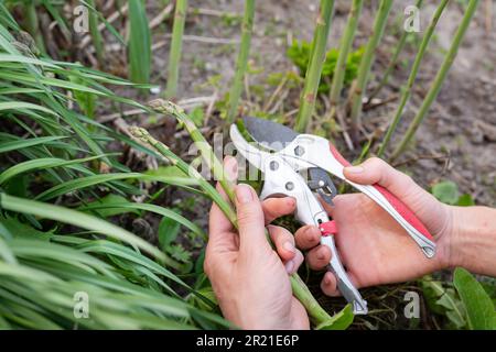 Eine Frauenhand schneidet grünen Spargel im Garten. Die Ernte durch die Landwirte Stockfoto