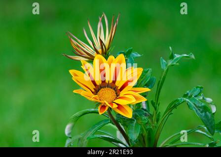 Blütengazania Rigens, Big Kiss Yellow Flame Blume, Nahaufnahme. Laubpflanze im Ziergarten. Unscharfer grüner Hintergrund. Trencin, Slowakei Stockfoto