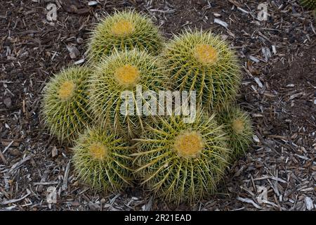 Schöner tropischer goldener Barrel-Kaktus, auch bekannt als Echinocactus grusonii, ist ideal zur Dekoration Stockfoto