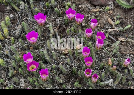 Der wunderschöne Enchinocereus cactus blüht im Frühling Südkaliforniens zu blühenden Blüten Stockfoto