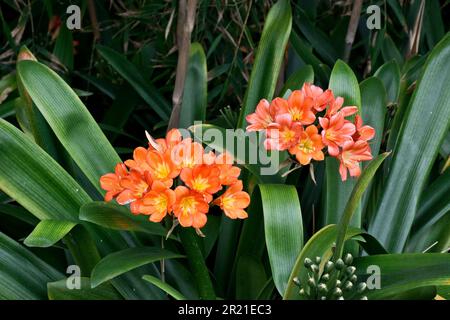 Ansammlungen orangefarbener clivia miniata-Pflanzen, auch bekannt als Feuerlilie, blühen im Frühling und Sommer Stockfoto