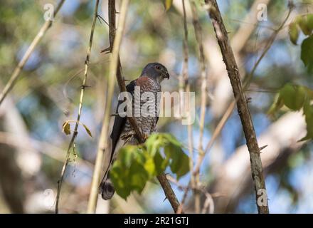 Hochgezogener Doppelzahndrachen (Harpagus bidentatus) in Gipfelteichen, Panama Stockfoto