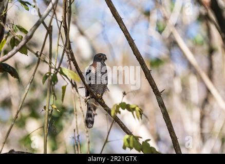 Hochgezogener Doppelzahndrachen (Harpagus bidentatus) in Gipfelteichen, Panama Stockfoto