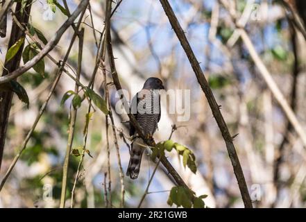 Hochgezogener Doppelzahndrachen (Harpagus bidentatus) in Gipfelteichen, Panama Stockfoto