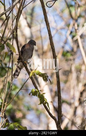 Hochgezogener Doppelzahndrachen (Harpagus bidentatus) in Gipfelteichen, Panama Stockfoto