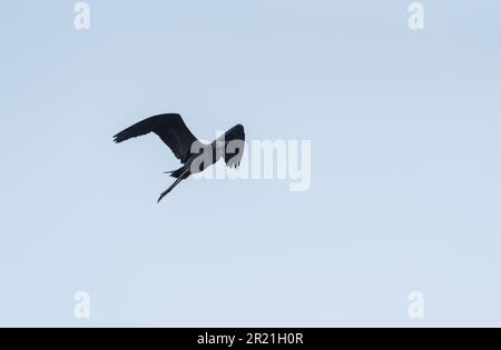 Fliegender kleiner Blaureiher (Egretta caerulea) an der Küste von Panama City Stockfoto