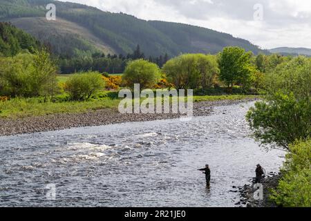 River Spey, Boat O'Brig, Orton, Speyside, Moray, UK. 16. Mai 2023. Dies ist ein Mann, der auf dem Fluss an einem sonnigen Maitag angeln will, der von den Ghillie beobachtet wird. Kredit: JASPERIMAGE/Alamy Live News Stockfoto