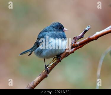 Nahaufnahme von Junco mit einem farbenfrohen Hintergrund in seiner Umgebung und Umgebung und in Grau und Weiß. Stockfoto