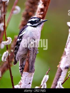 Specherweibchen hoch oben auf einem Birkenzweig mit Knospenbaum-Hintergrund in seiner Umgebung und Umgebung mit weißen und schwarzen Federn. Stockfoto