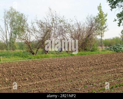 Eine Landwirtin, die Frühjahrsvegetarier aus dem Bio-Gemüsegarten erntet Stockfoto