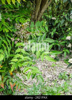 Das schöne Mahonia x Media - Lionel Fortescue, Beeren und Laub. Natürliches Porträt einer Gartenpflanze aus nächster Nähe Stockfoto