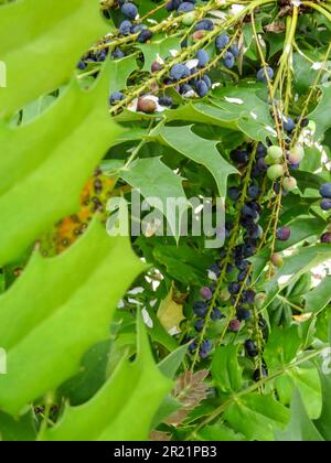 Das schöne Mahonia x Media - Lionel Fortescue, Beeren und Laub. Natürliches Porträt einer Gartenpflanze aus nächster Nähe Stockfoto