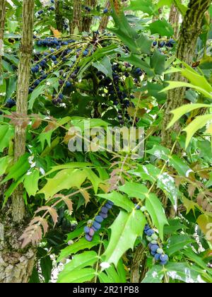 Das schöne Mahonia x Media - Lionel Fortescue, Beeren und Laub. Natürliches Porträt einer Gartenpflanze aus nächster Nähe Stockfoto