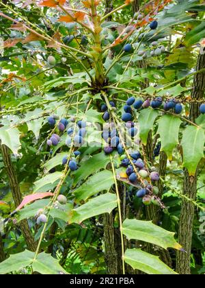 Das schöne Mahonia x Media - Lionel Fortescue, Beeren und Laub. Natürliches Porträt einer Gartenpflanze aus nächster Nähe Stockfoto