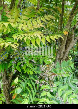 Das schöne Mahonia x Media - Lionel Fortescue, Beeren und Laub. Natürliches Porträt einer Gartenpflanze aus nächster Nähe Stockfoto