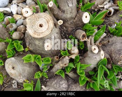 Natürliche Nahaufnahmen von Aloiampelos striatula, früher Aloe striatula. Stockfoto