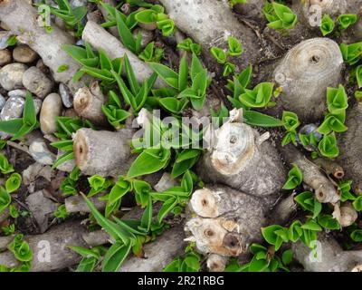 Natürliche Nahaufnahmen von Aloiampelos striatula, früher Aloe striatula. Stockfoto