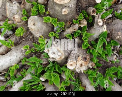 Natürliche Nahaufnahmen von Aloiampelos striatula, früher Aloe striatula. Stockfoto