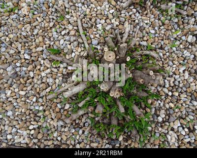 Natürliche Nahaufnahmen von Aloiampelos striatula, früher Aloe striatula. Stockfoto