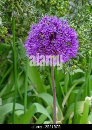 Das beliebte Allium Hollandicum - Purple Sensation. Natürliche Nahaufnahme blühender Pflanzen Porträts in einer Gartenumgebung Stockfoto