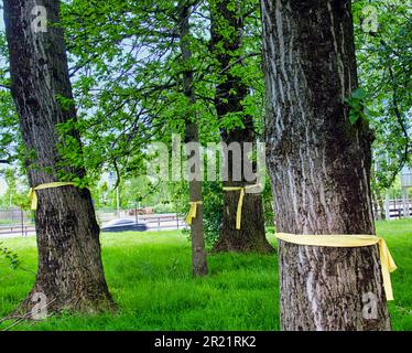 Gelbe Bänder um Bäume Stockfoto