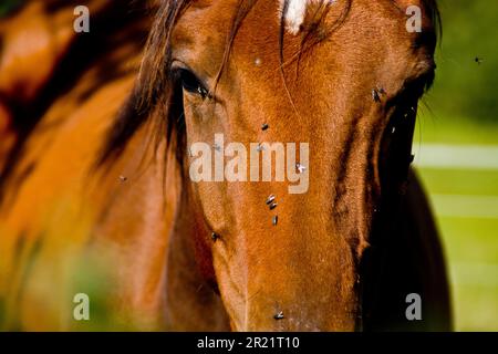 Pferd mit Fliegen im Gesicht Stockfoto