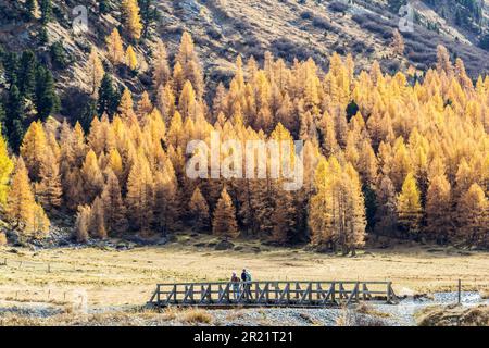 Roseg Valley, Schweiz - 29. Oktober. 2021 Uhr: Wanderer, die in der goldenen Herbstsaison auf einer Holzbrücke im Roseg Valley mit Lärchenbäumen spazieren gehen Stockfoto