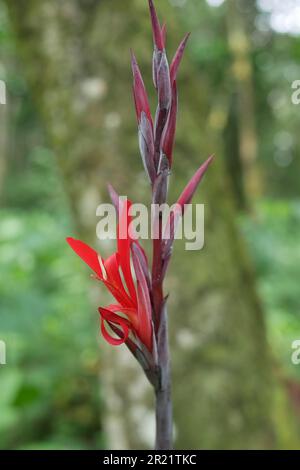 Nahaufnahme von Canna indica, auch bekannt als indianischer Schuss oder afrikanische Pfeilwurz Stockfoto