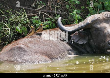 Die Vögel von Oxpecker fahren auf dem Rücken eines afrikanischen Büffels, der in den Fluss eingetaucht ist Stockfoto