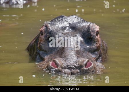 Nahaufnahme eines Nilpferdes im Wasser Stockfoto