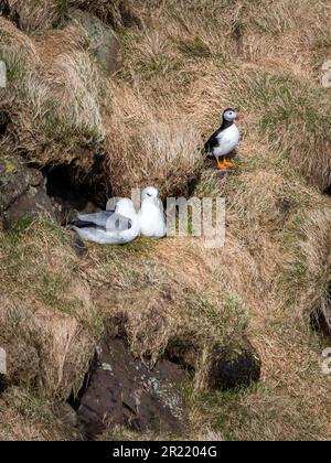 Papageientaucher und Möwen hoch oben am Rand einer felsigen Klippe mit Blick auf die Küste Stockfoto