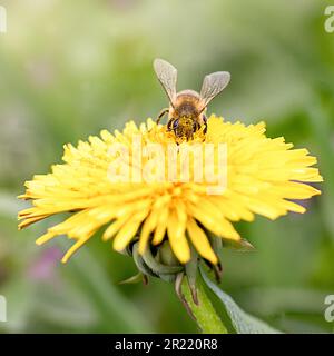 Nahaufnahme einer Honigbiene, die Pollen auf einem blühenden Löwenzahn vor grünem Hintergrund sammelt Stockfoto