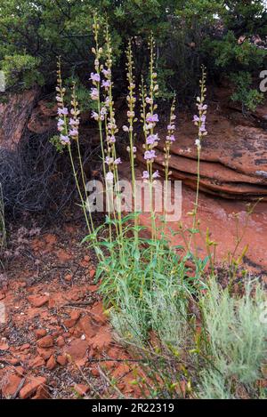 Frühe Wildblumen im Snow Canyon State Park, Utah, USA. Der Snow Canyon State Park ist ein kleiner, geologisch vielfältiger und herrlich schöner Park. Stockfoto