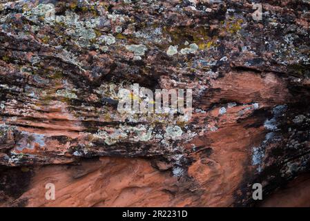 Lichen Encrusted Sandstone, Snow Canyon State Park, Utah, USA. Flechten sind anders als andere Organismen auf der Erde, ein Pilz und Algen. Stockfoto