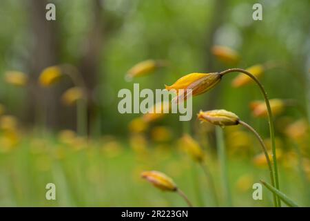 Tulipa sylvestris an einem Regentag. Old Manor Park. Stockfoto