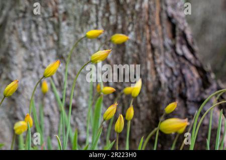 Tulipa sylvestris an einem Regentag. Old Manor Park. Stockfoto