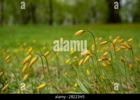 Tulipa sylvestris an einem Regentag. Old Manor Park. Stockfoto