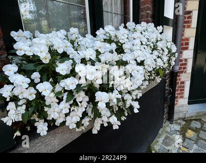 Weiße, schwule Gartenblumen im Topf auf dem Fenster draußen, dekorative Kulturpflanze, selektive Fokusblume Nahaufnahme Stockfoto