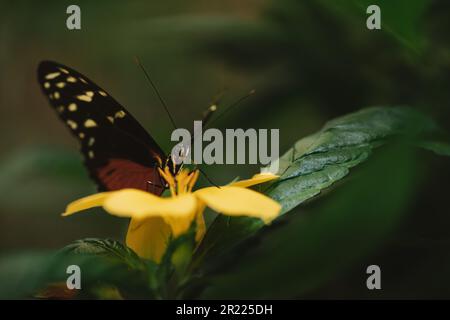 Eine Nahaufnahme eines Tithorea-Schmetterlings auf einer gelben Blume in einem Garten Stockfoto