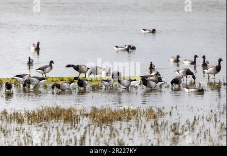 Brent Geese (Light-Bull) Futterpflanzen auf North Bull Island, Dublin, Irland. Winterzugvögel aus dem hohen arktischen Kanada „Branta bernicla hrota“ Stockfoto