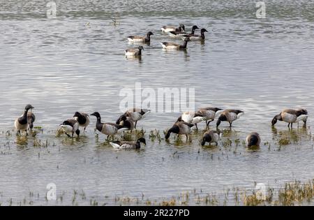 Brent Geese (Light-Bull) Futterpflanzen auf North Bull Island, Dublin, Irland. Winterzugvögel aus dem hohen arktischen Kanada „Branta bernicla hrota“ Stockfoto