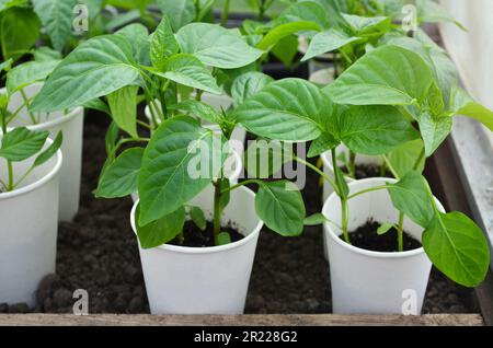 Setzlinge von Paprika werden für den Anbau im Gewächshaus vorbereitet. Konzept des Anbaus eigener Bio-Lebensmittel. Stockfoto