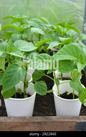 Junge Pfefferpflanzen in Pappbechern. Konzept des Anbaus eigener Bio-Lebensmittel. Stockfoto