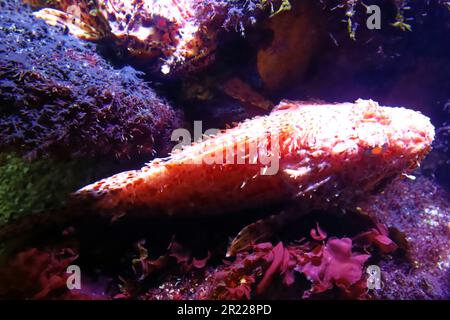 Nahaufnahme eines roten Skorpionfisches - Scorpaena scrofa. Stockfoto