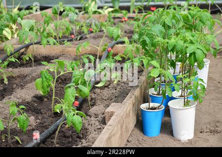Angebaute Setzlinge von Tomaten werden in einem Gewächshaus auf Beeten mit Tropfbewässerung gepflanzt. Konzept des Anbaus eigener Bio-Lebensmittel. Stockfoto
