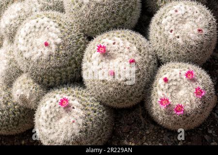 Nahaufnahme einer alten Kakteen mit rosa Blumen (Mammillaria hahniana) Stockfoto