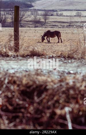 Pyrenespferde weiden auf einer braunen Wiese in einer wunderschönen Winterlandschaft in Katalonien Stockfoto