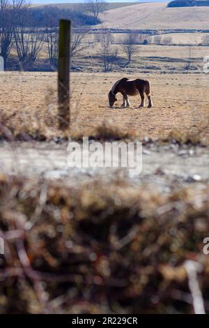 Pyrenespferde weiden auf einer braunen Wiese in einer wunderschönen Winterlandschaft in Katalonien Stockfoto