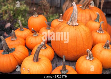 Nahaufnahme großer Kürbisse, die im Herbst auf einem Bauernmarkt verkauft werden Stockfoto