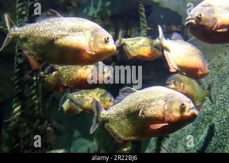 Herde von Piranhas schwimmen Natur Tierwelt Stockfoto